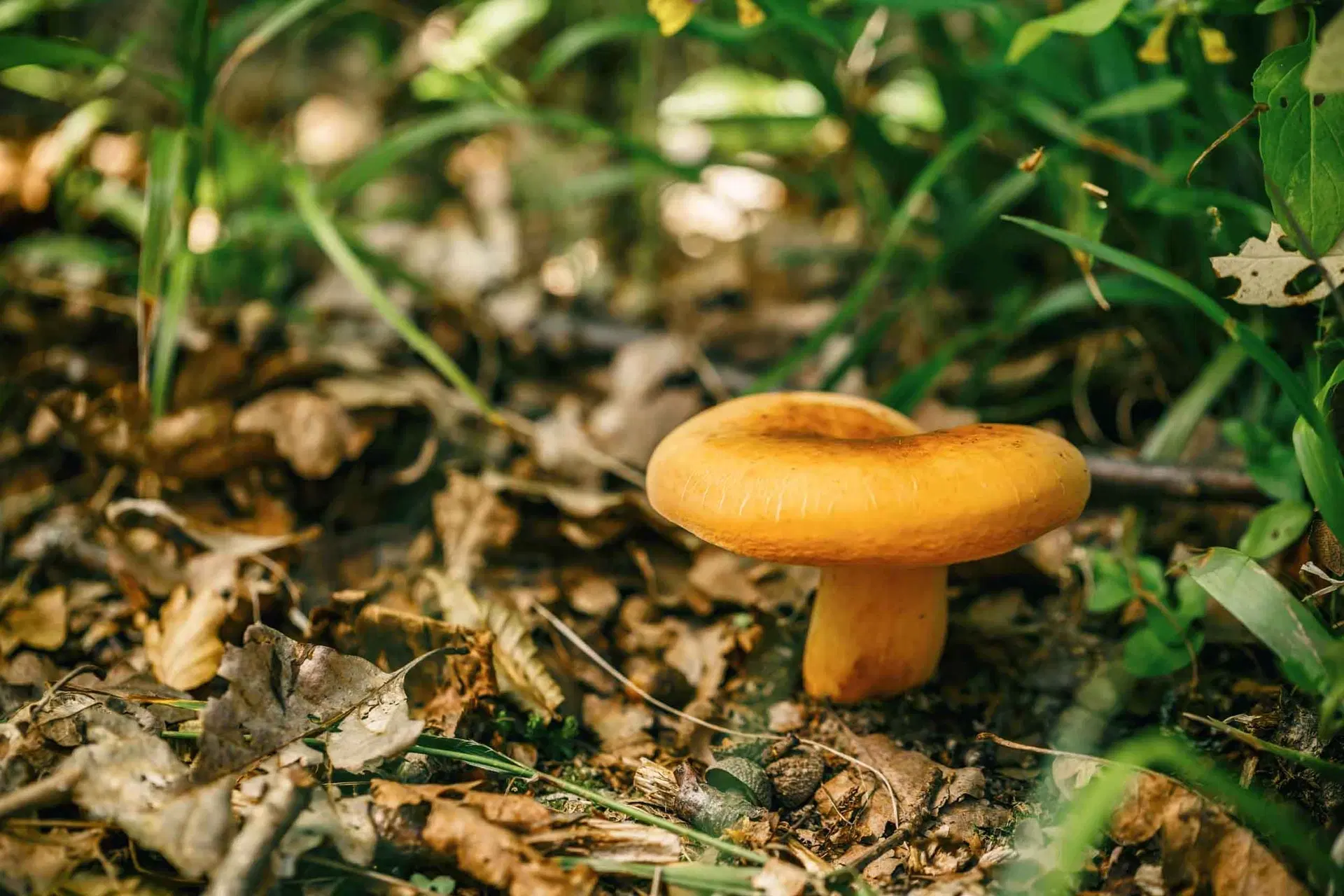 Champignon orange