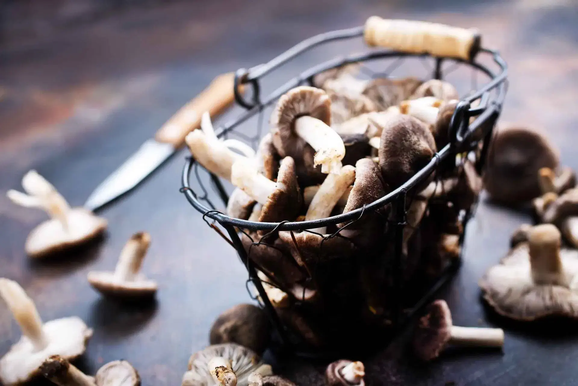 Mycotourisme (sans guide)