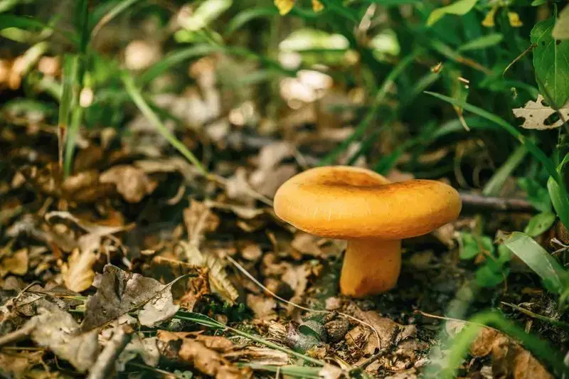 Petit champignon orange