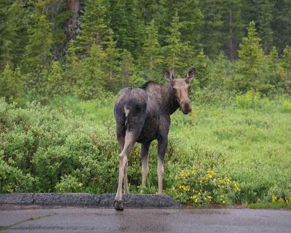 Chasseurs père et fils