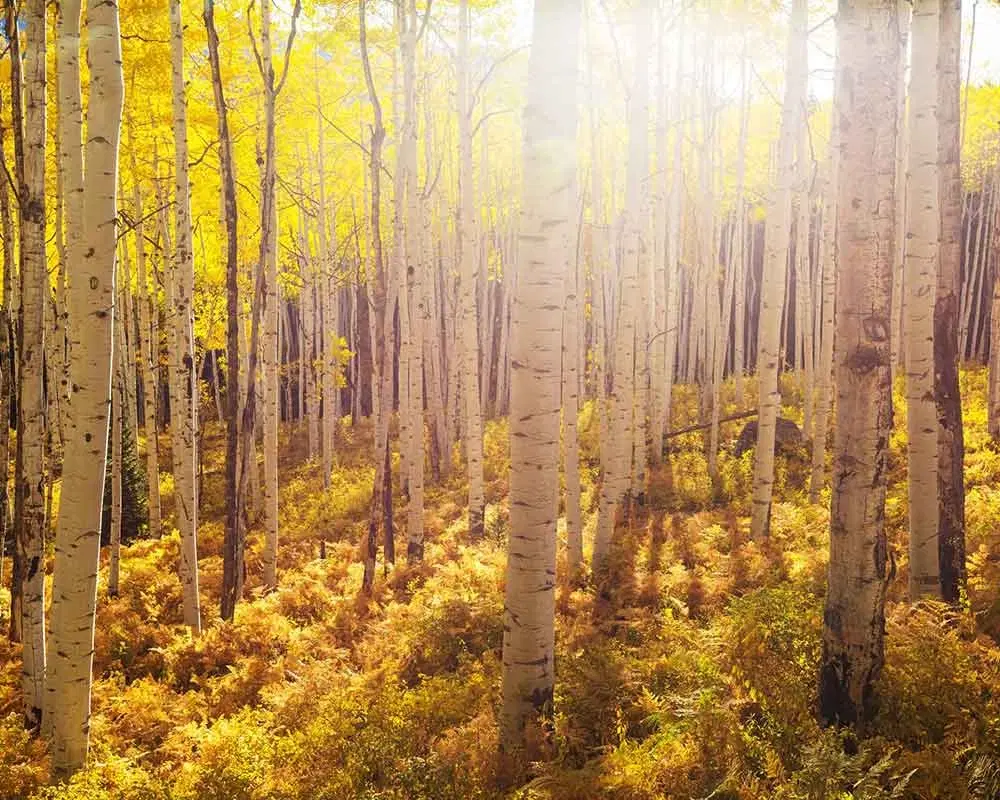 Forêt de bouleaux à l'automne