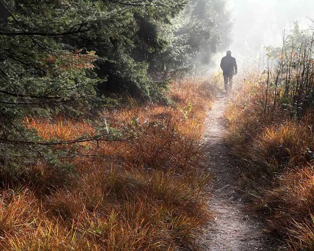 Sentier dans la forêt